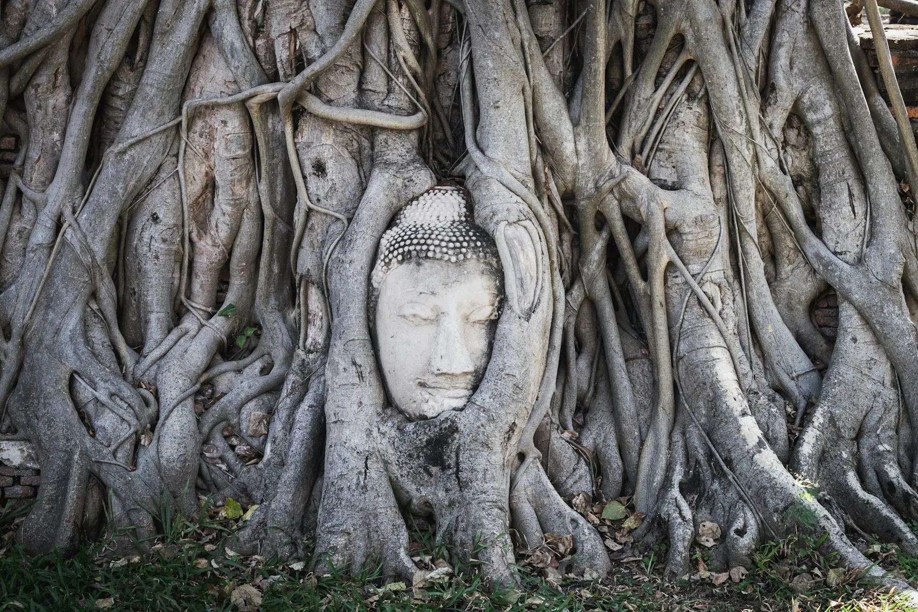 The Buddha head nestled in tree roots at Wat Mahathat, Ayutthaya