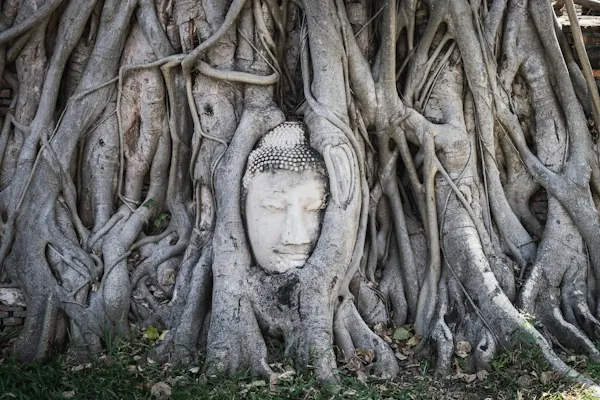 The Buddha head nestled in tree roots at Wat Mahathat, Ayutthaya