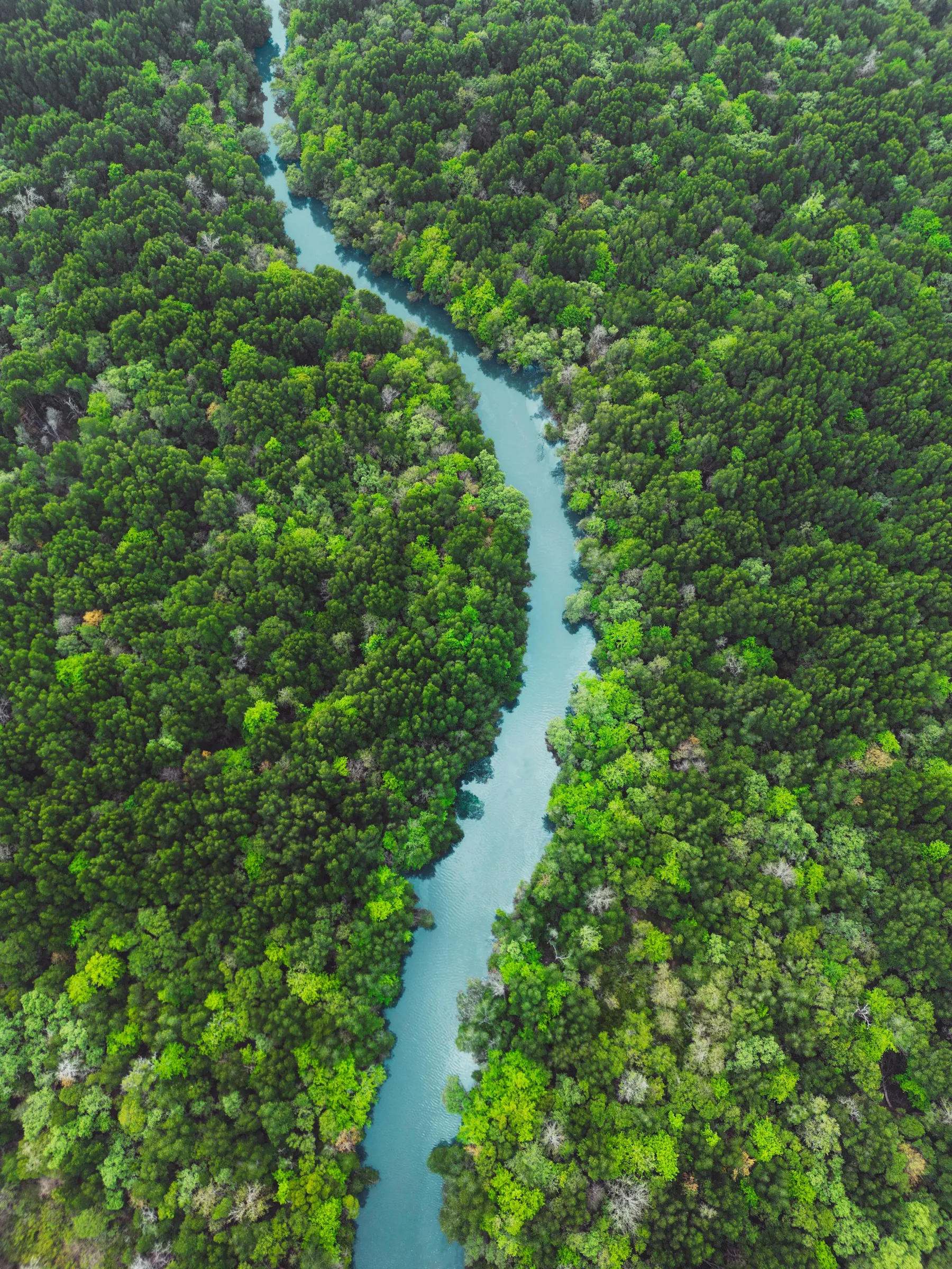 A winding channel through the mangroves near Khao Khanap Nam, Krabi Town